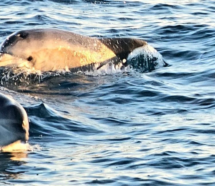 Sunset & dolphin Brijuni tour