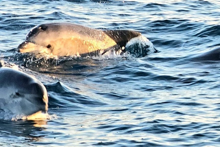 Sunset & dolphin Brijuni tour