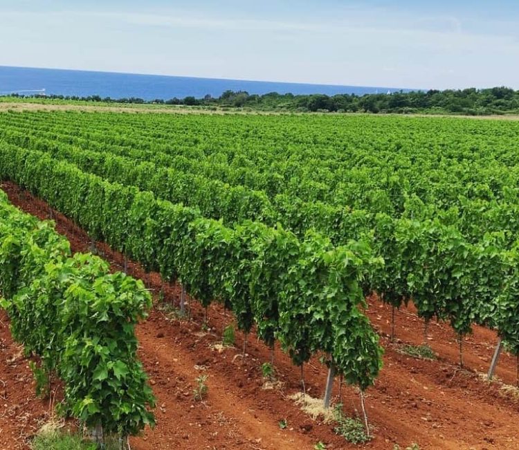 Authentic Wine Tasting, Pervino Winery In Novigrad (11)