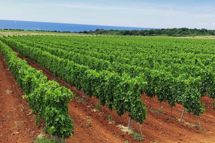 Authentic Wine Tasting, Pervino Winery In Novigrad (11)