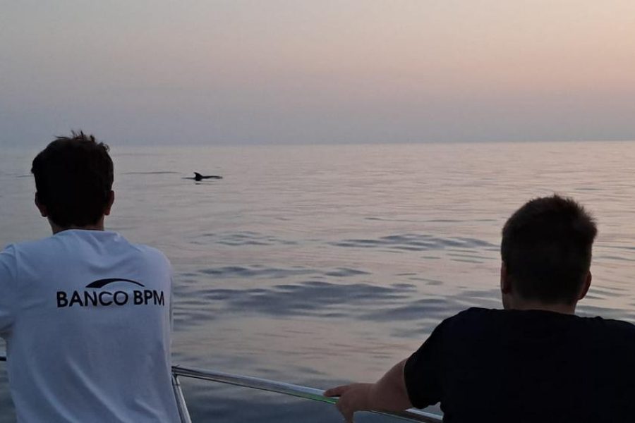 Dolphin watching in Vrsar, private family tour (2)