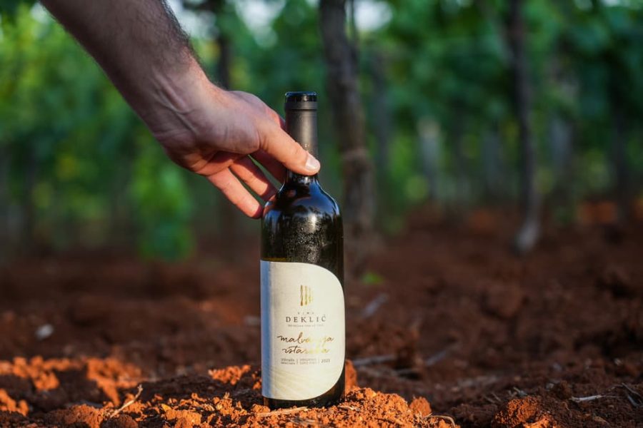 Guided wine advanced testing at Deklić winery (2)