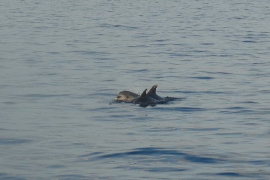 Kristofor - izlet Delfini (3)