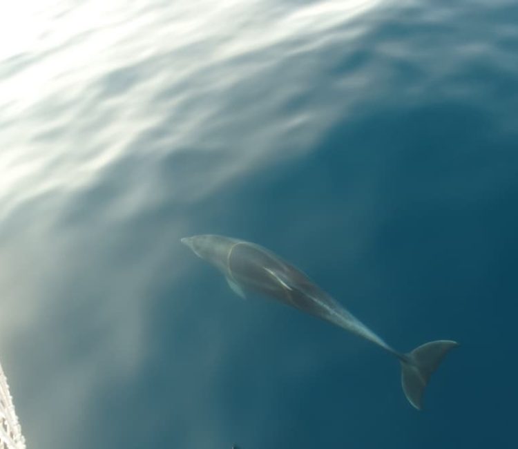 Kristofor - izlet Delfini (4) (1)