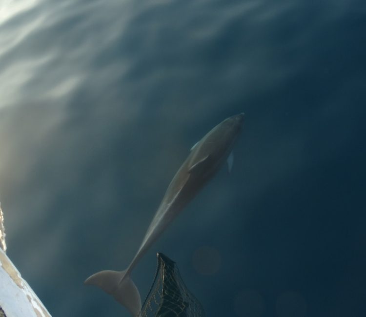 Kristofor - izlet Delfini (5)