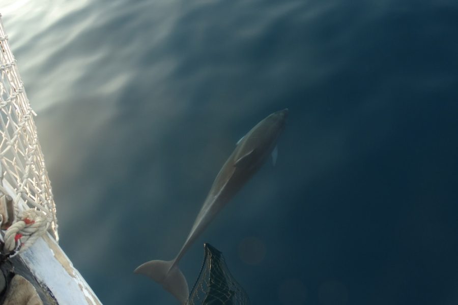 Kristofor - izlet Delfini (5)