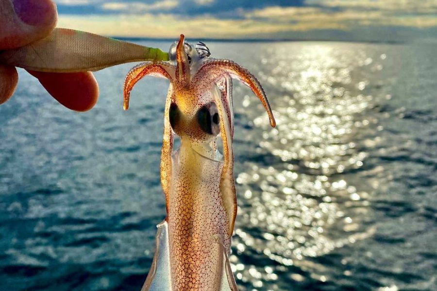 Live bait trolling, fishing trip Poreč (1)