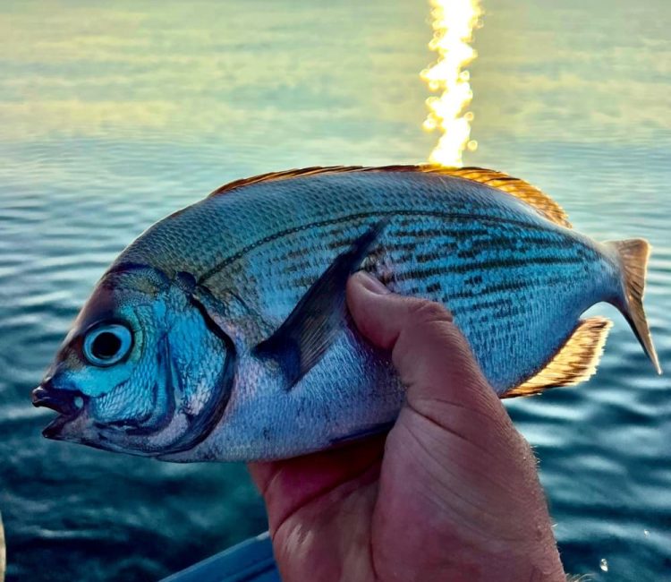 Live bait trolling, fishing trip Poreč (8)