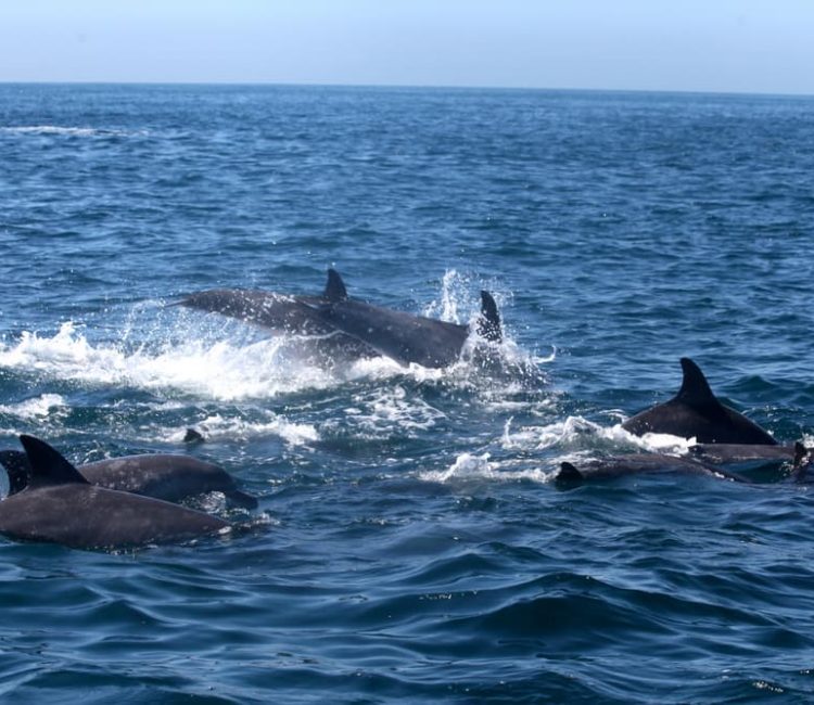 Panorama boat tour with snorkeling & dolphins, Poreč (1)