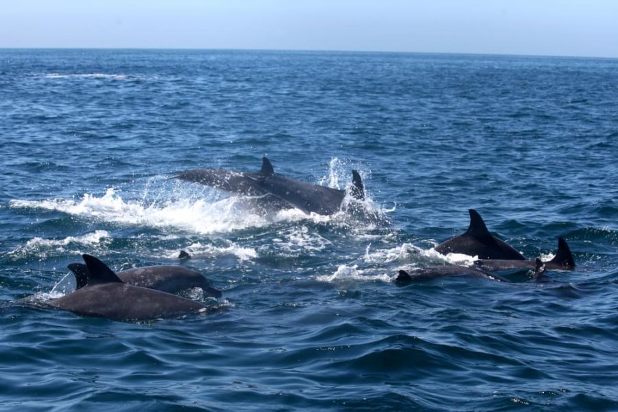Panorama boat tour with snorkeling & dolphins, Poreč (1)