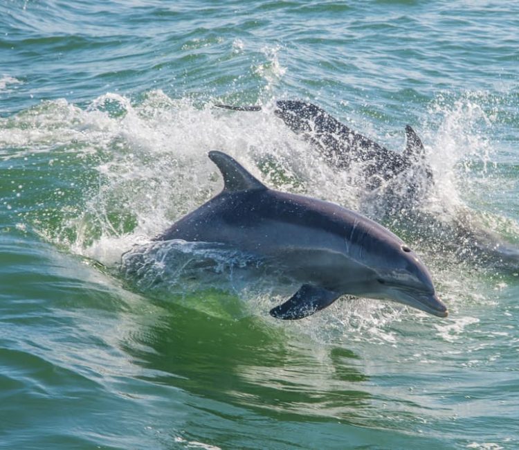 Panorama boat tour with snorkeling & dolphins, Poreč (2)
