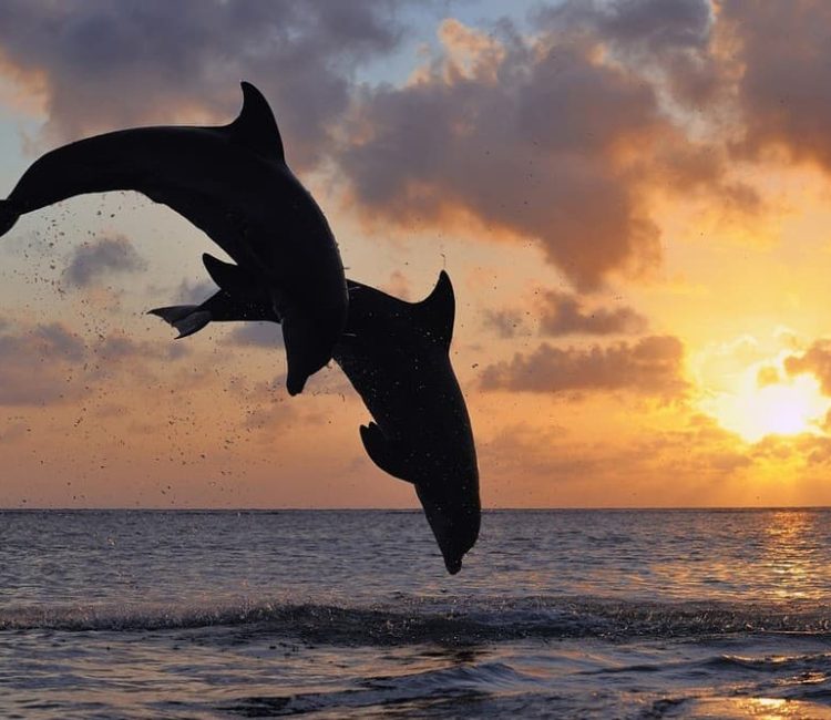 Panorama boat tour with snorkeling & dolphins, Poreč (2)