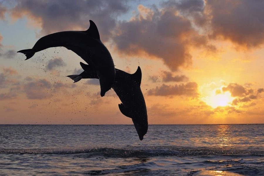 Panorama boat tour with snorkeling & dolphins, Poreč (2)