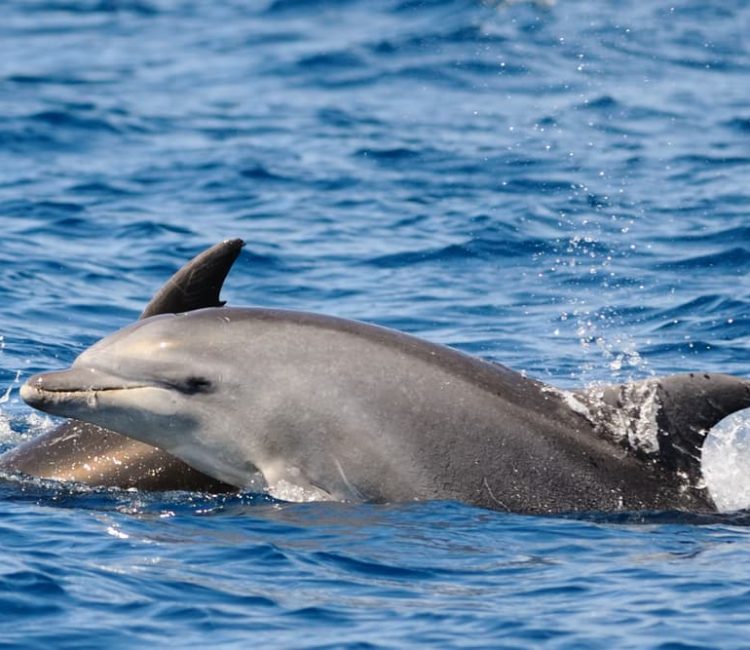 Panorama boat tour with snorkeling & dolphins, Poreč (3)