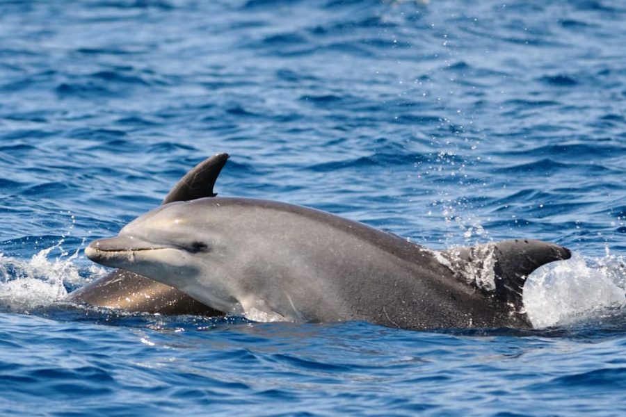 Panorama boat tour with snorkeling & dolphins, Poreč (3)