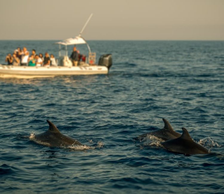 Panorama boat tour with snorkeling & dolphins, Poreč (4)