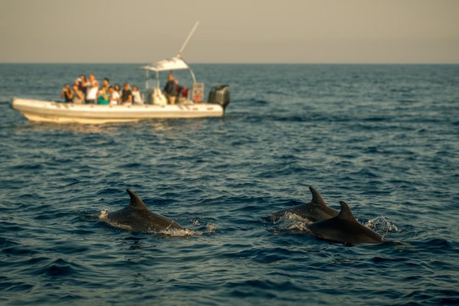 Panorama boat tour with snorkeling & dolphins, Poreč (4)