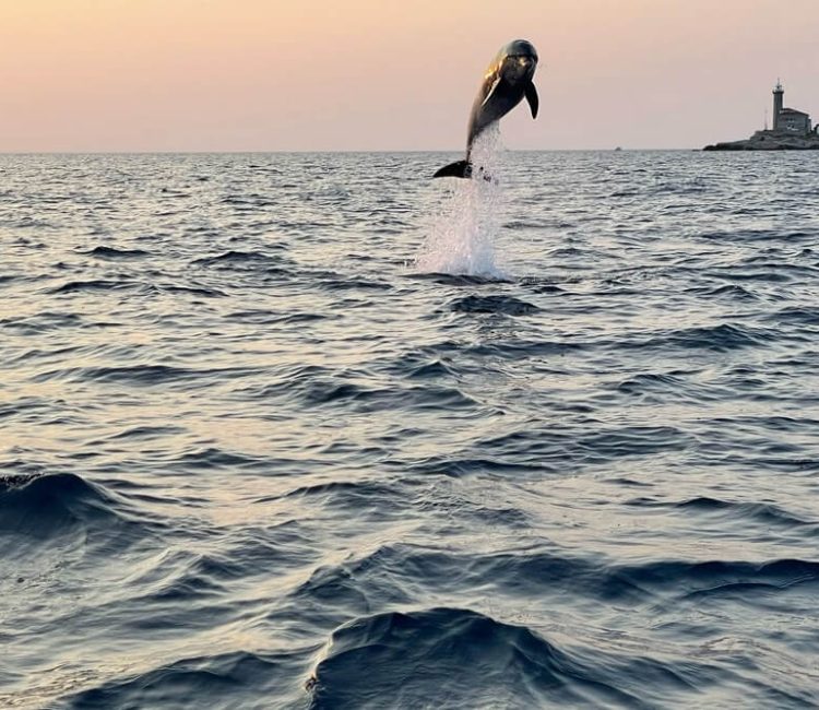 Sunset dolphin watching (1)