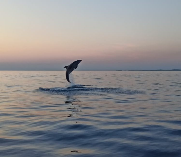 Sunset dolphin watching speedboat tour with drinks in Rovinj