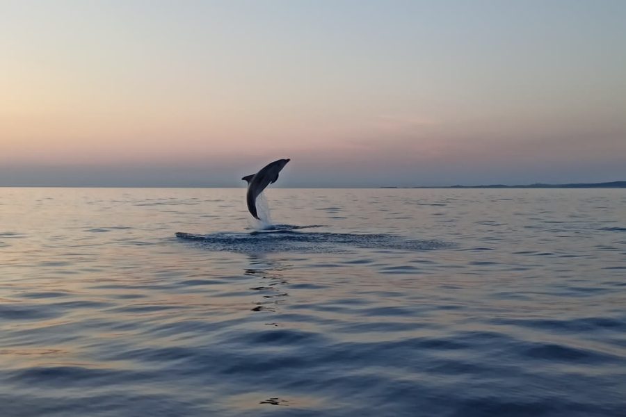 Sunset dolphin watching speedboat tour with drinks in Rovinj