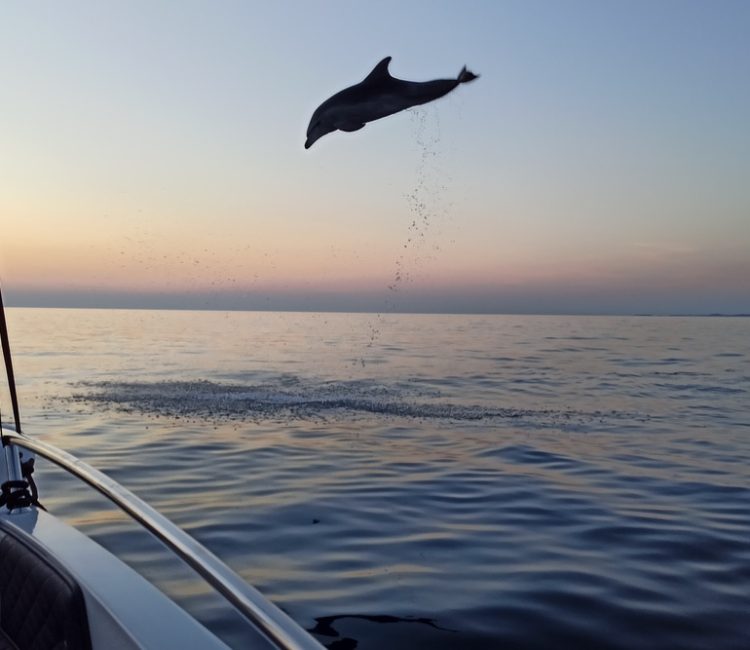 Sunset dolphin watching (4)