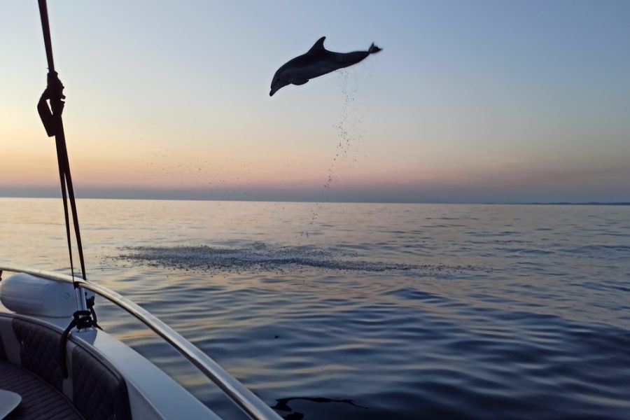 Sunset dolphin watching (4)
