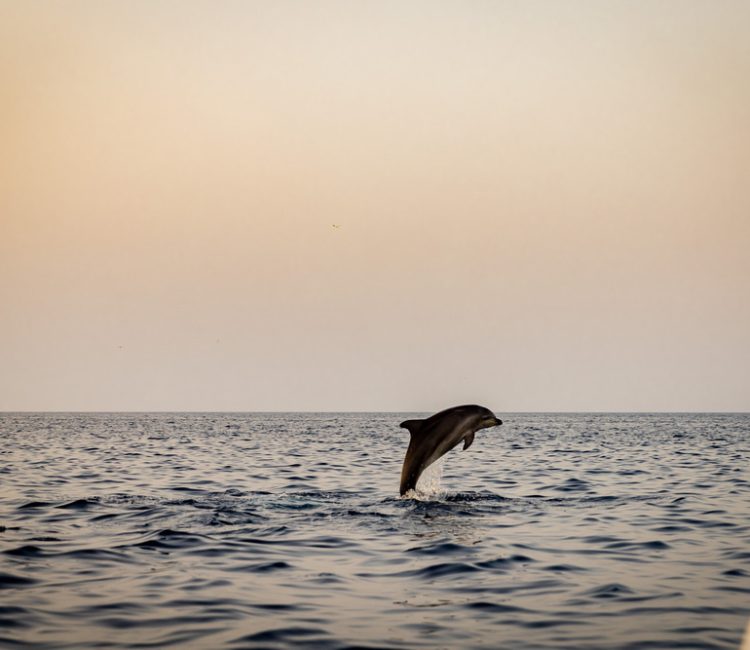Sunset dolphin watching (5)