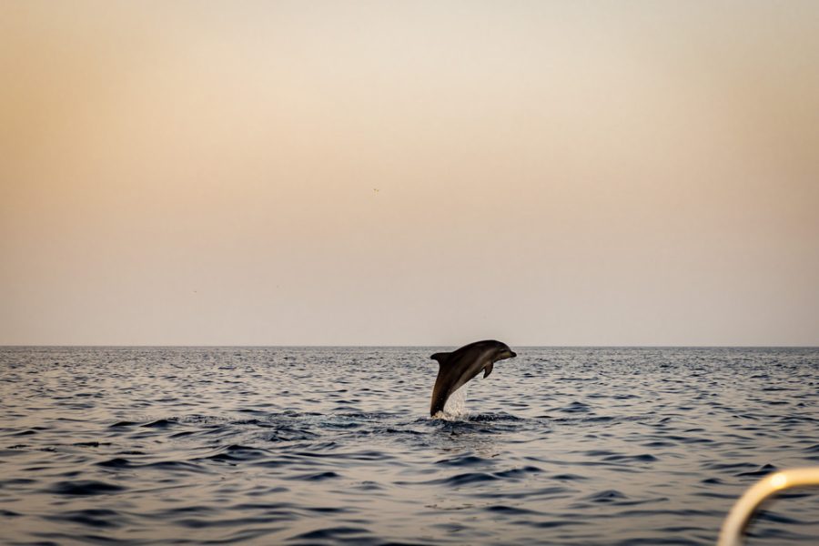 Sunset dolphin watching (5)