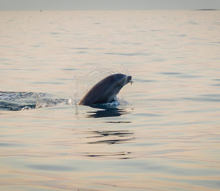 Sunset dolphin watching (7)