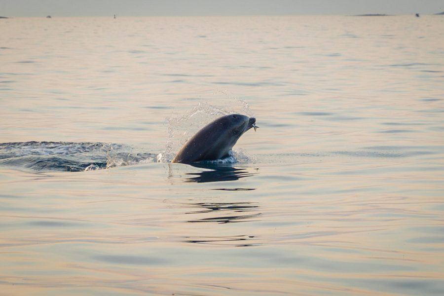 Sunset dolphin watching (7)