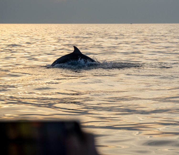 Sunset dolphin watching (8)
