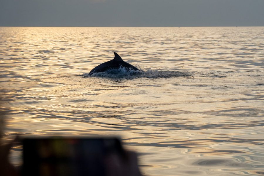 Sunset dolphin watching (8)