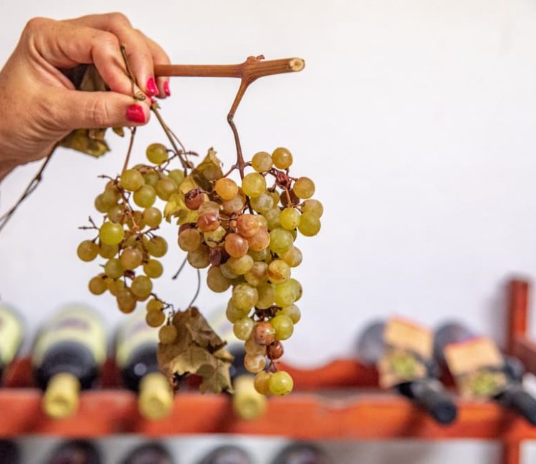 Teraboto wine & olive oil guided tasting in Vodnjan (3)
