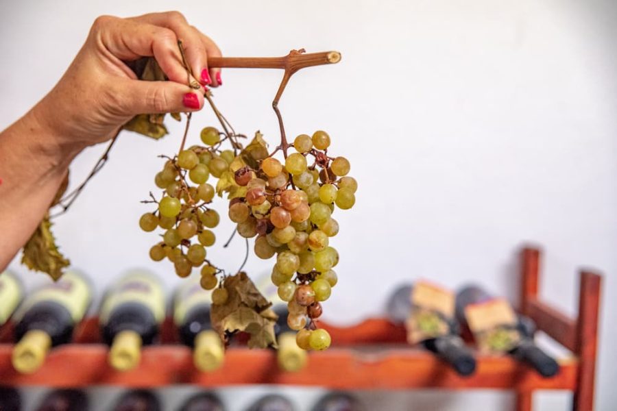 Teraboto wine & olive oil guided tasting in Vodnjan (3)