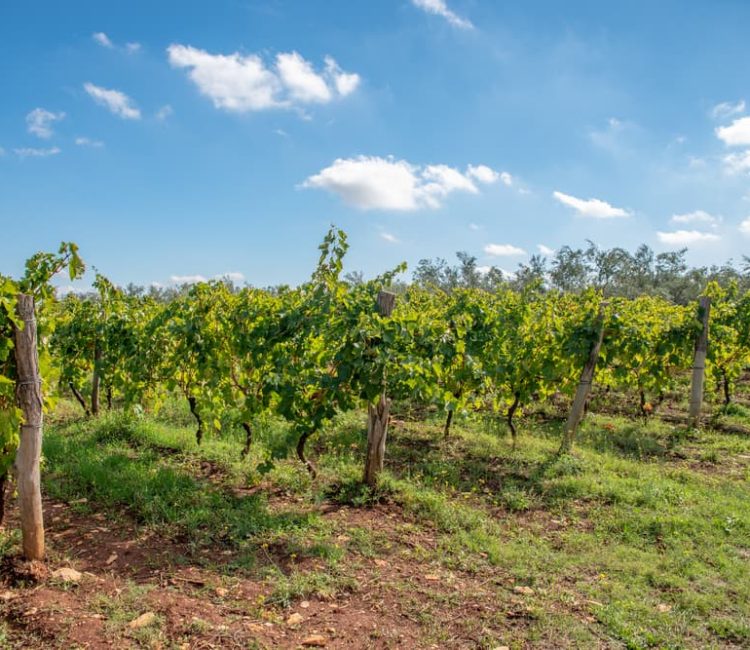 Teraboto wine & olive oil guided tasting in Vodnjan (7)