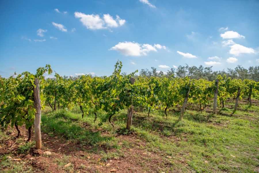 Teraboto wine & olive oil guided tasting in Vodnjan (7)