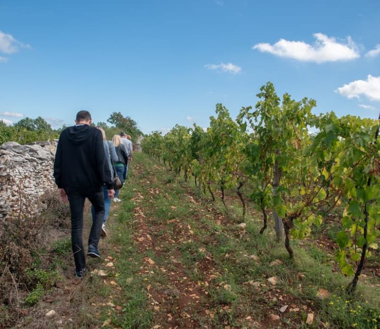 Teraboto wine & olive oil guided tasting in Vodnjan (8)