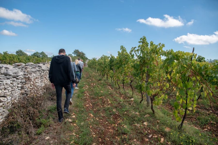 Teraboto wine & olive oil guided tasting in Vodnjan (8)