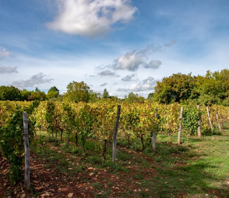 Teraboto wine & olive oil guided tasting in Vodnjan (9)