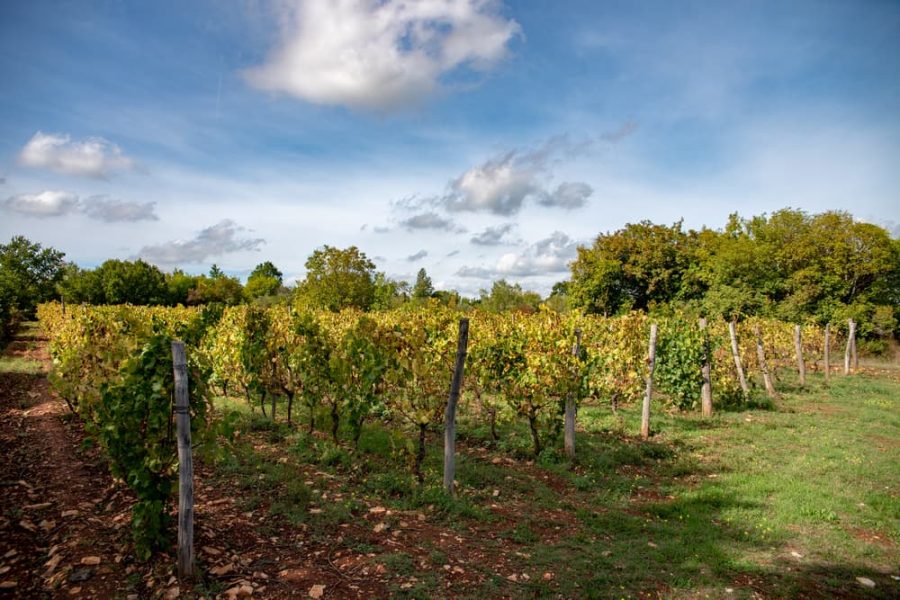 Teraboto wine & olive oil guided tasting in Vodnjan (9)