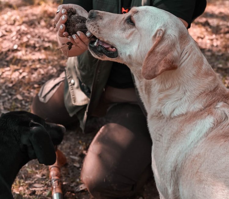 Truffle hunting tour and degustation experience (10)