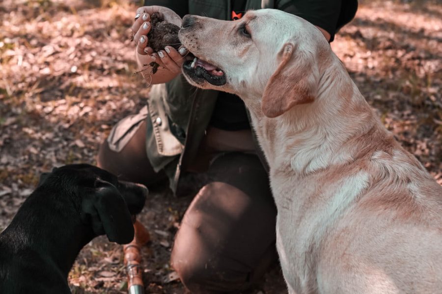 Truffle hunting tour and degustation experience (10)