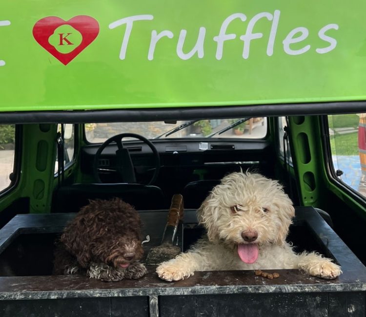 Truffle hunting tour and degustation experience (14)