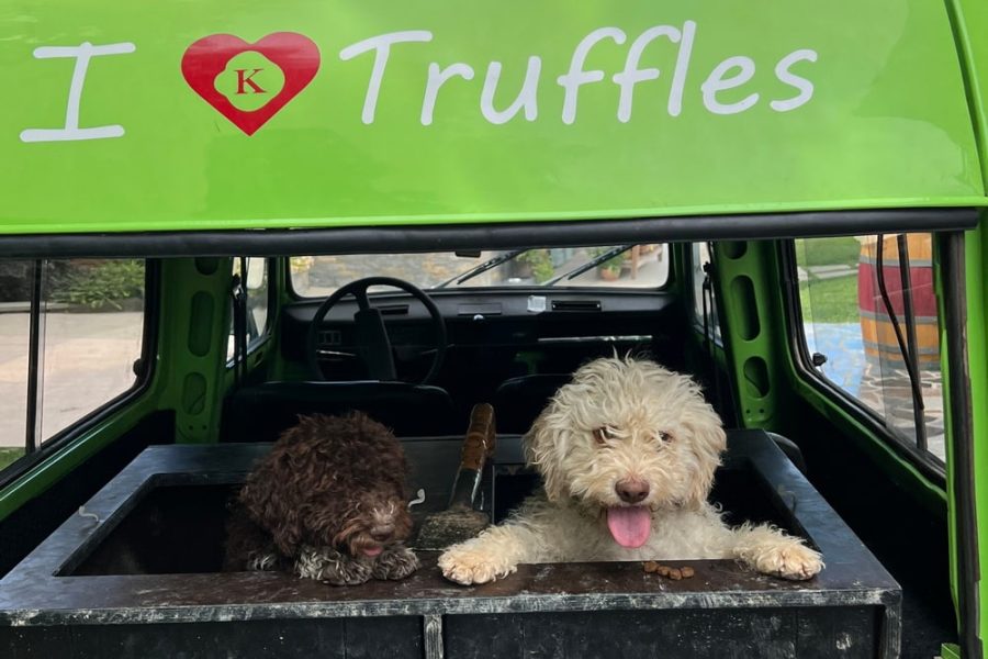 Truffle hunting tour and degustation experience (14)