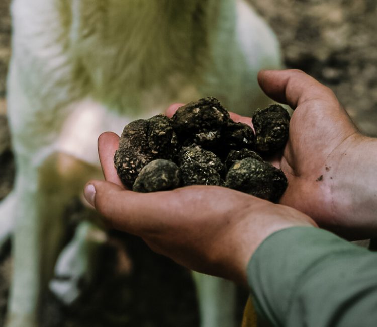 Truffle hunting tour and degustation experience (8)