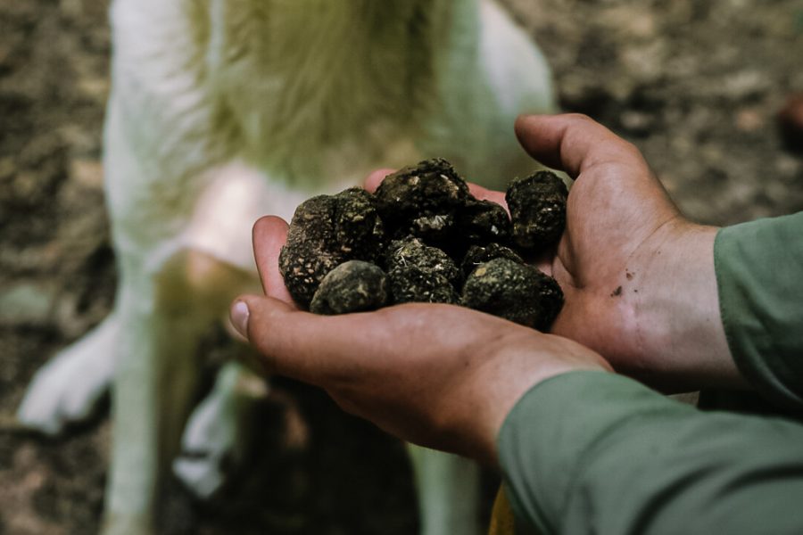 Truffle hunting tour and degustation experience (8)