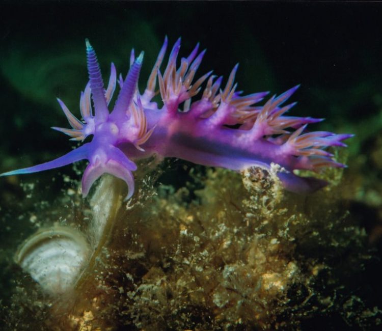 Try scuba diving in Istria, beginner course (1)