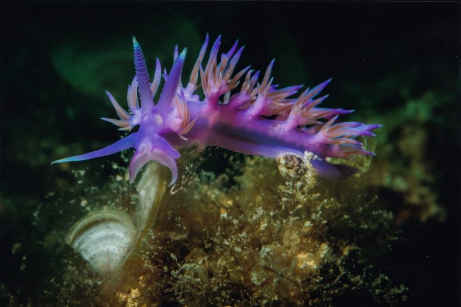 Try scuba diving in Istria, beginner course (1)