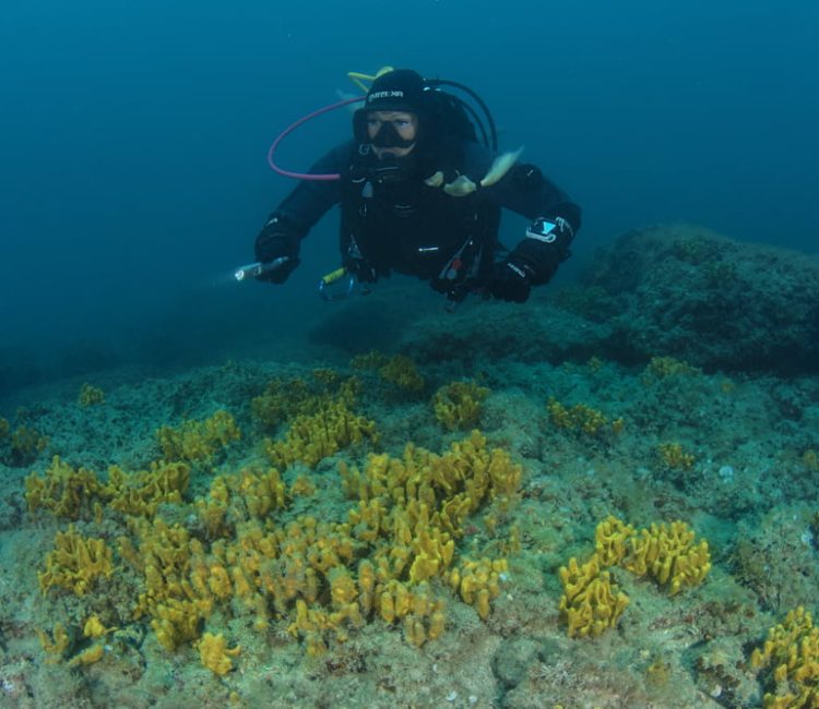 Try scuba diving in Istria, beginner course (3)