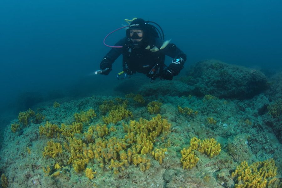 Try scuba diving in Istria, beginner course (3)